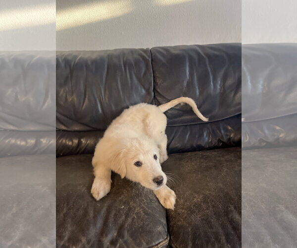 Medium Photo #11 Great Pyrenees Puppy For Sale in Spring, TX, USA