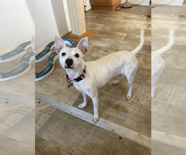 Medium Photo #8 Rat-Cha Puppy For Sale in San Diego, CA, USA