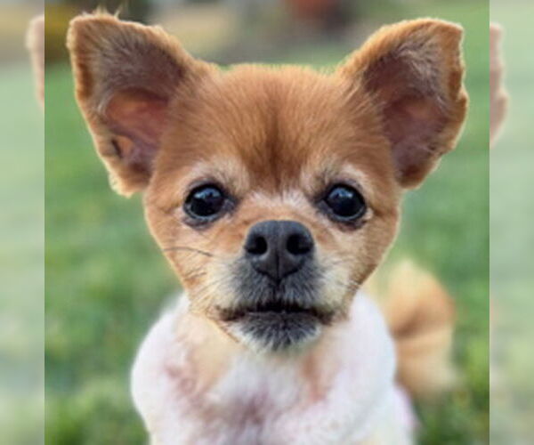 Medium Photo #1 Pomeranian-Unknown Mix Puppy For Sale in Arlington, VA, USA