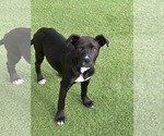 Small #4 Mutt