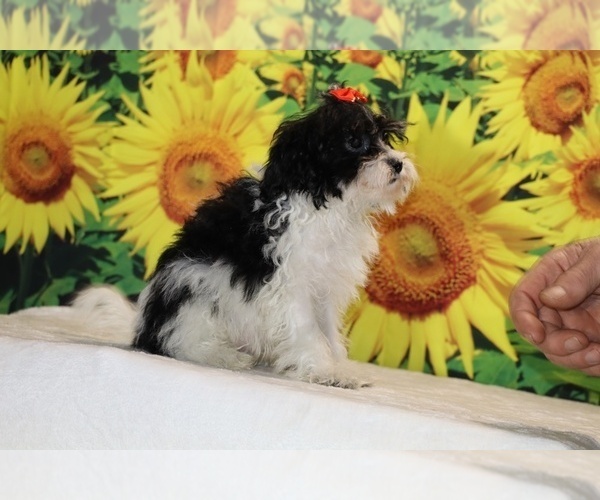Medium Photo #18 Goldendoodle (Miniature) Puppy For Sale in DYERSBURG, TN, USA