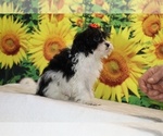 Bubbles - Female Goldendoodle (Miniature) Puppy for Sale - Photo #18