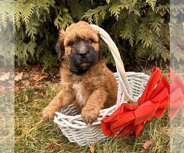 Medium Photo #3 Whoodle (Miniature) Puppy For Sale in MIDDLEBURY, IN, USA