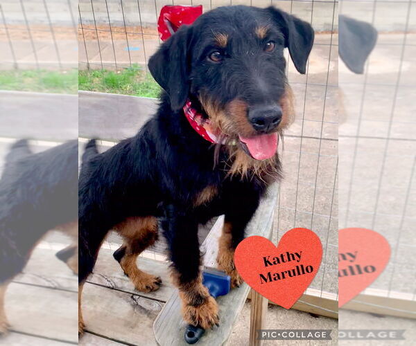 Medium Photo #9 Mutt Puppy For Sale in San Leon, TX, USA