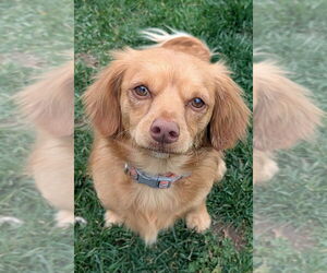 Cash - Male Maltese-Unknown Mix Dog for Adoption - Photo #5