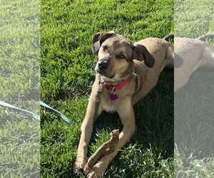 Beagle-German Shepherd Dog Mix Dogs for adoption in Aurora, CO, USA