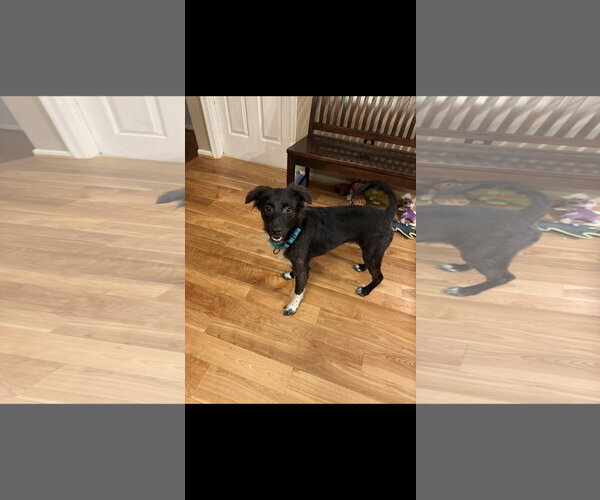 Medium Photo #7 Border Collie Puppy For Sale in Westminster, MD, USA