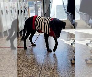 Labrador Retriever Dogs for adoption in Tracy, CA, USA