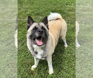 Akita Dogs for adoption in Lee's Summit, MO, USA