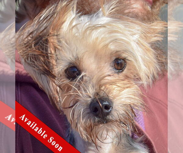 Medium Photo #1 Mutt Puppy For Sale in Huntley, IL, USA