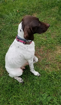 Medium Photo #1 German Shorthaired Pointer Puppy For Sale in NEW CASTLE, PA, USA