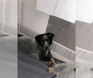 Australian Cattle Dog Puppy for sale in GAINESVILLE, GA, USA