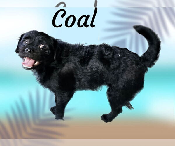 Medium Photo #4 Pugairn Puppy For Sale in Phelan, CA, USA