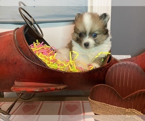 Pomeranian Puppy for sale in HI VISTA, CA, USA