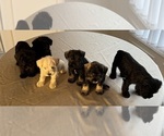Small #19 Schnauzer (Miniature)