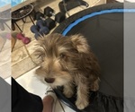 Small #50 Schnauzer (Miniature)