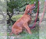 Small #1 Golden Retriever