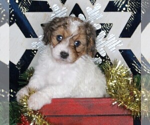 Cavapoo-Poodle (Standard) Mix Puppy for sale in FREDERICKSBURG, OH, USA