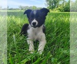 Small Photo #115 Border Collie Puppy For Sale in NORBORNE, MO, USA