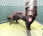 KODIAK - Male Labrador Retriever Dog for Adoption - Small photo