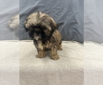 Small Photo #39 Shih Tzu Puppy For Sale in SAINT AUGUSTINE, FL, USA
