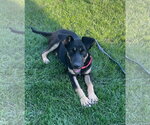 Small Photo #3 Shepradors Puppy For Sale in New London, WI, USA