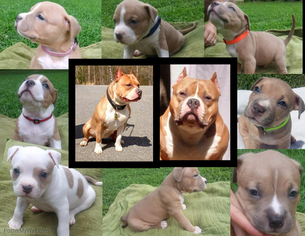 American Bully Puppy for sale in STATESVILLE, NC, USA