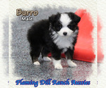 Small Photo #1 Miniature Australian Shepherd Puppy For Sale in FORESTBURG, TX, USA