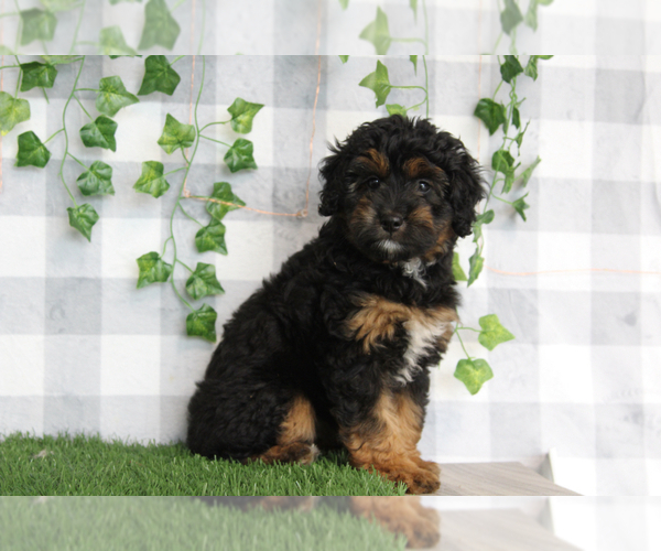 Medium Photo #3 Aussie-Poo Puppy For Sale in MARIETTA, GA, USA