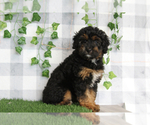 Small #2 Aussie-Poo