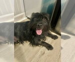 Small #2 Mutt