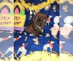 Puppy Cutie Yorkshire Terrier