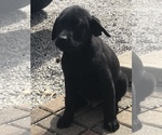 Small Photo #6 Labrador Retriever Puppy For Sale in GLASGOW, KY, USA
