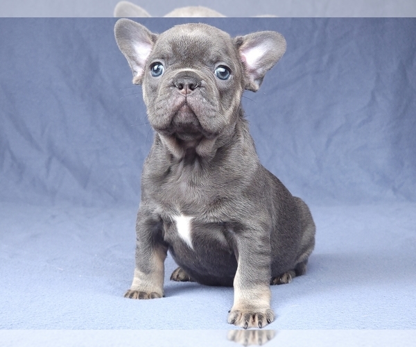 Medium Photo #15 French Bulldog Puppy For Sale in BOSTON, MA, USA