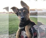 Small Photo #3 German Shepherd Dog Puppy For Sale in OSTRANDER, OH, USA