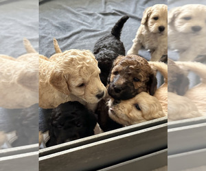 Goldendoodle (Miniature) Puppy for Sale in SAINT PETERSBURG, Florida USA