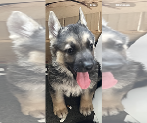 German Shepherd Dog Puppy for sale in WINONA, MN, USA