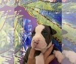 Small Photo #5 American Pit Bull Terrier Puppy For Sale in OAK HARBOR, WA, USA