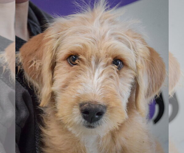 Medium Photo #7 Mutt Puppy For Sale in Huntley, IL, USA