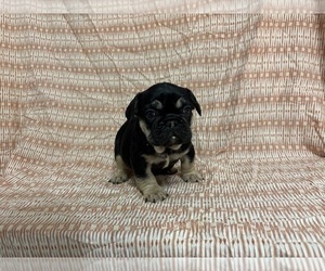 French Bulldog Puppy for sale in MANCHESTER, MI, USA