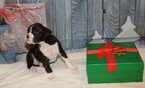 Small Photo #44 Boxer Puppy For Sale in CHILHOWEE, MO, USA