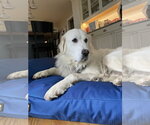 Small #3 Great Pyrenees