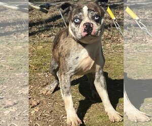 Faux Frenchbo Bulldog Dogs for adoption in HOPKINSVILLE/PRINCETON, KY, NH, USA