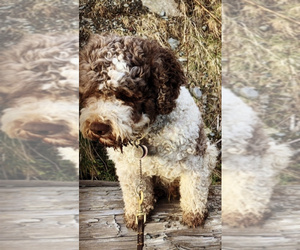 Father of the Lagotto Romagnolo puppies born on 10/10/2021