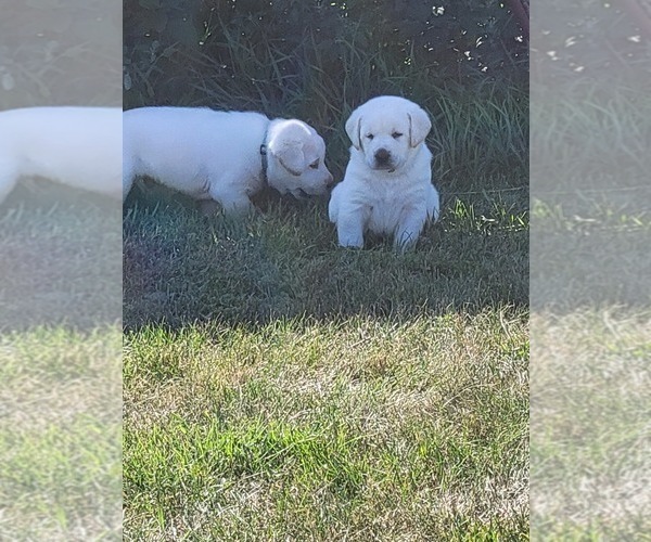 Medium Photo #3 Labrador Retriever Puppy For Sale in WASHTA, IA, USA