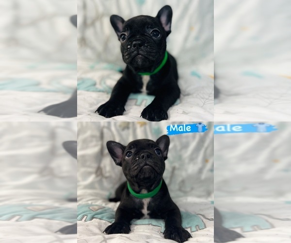 Medium Photo #5 French Bulldog Puppy For Sale in MIAMI, FL, USA