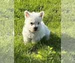 Small #1 West Highland White Terrier