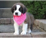 Small Photo #2 Saint Bernard Puppy For Sale in FREDERICKSBG, OH, USA