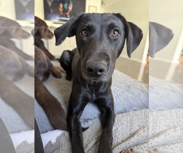 Medium Photo #5 Labrador Retriever-Unknown Mix Puppy For Sale in Greenville, SC, USA