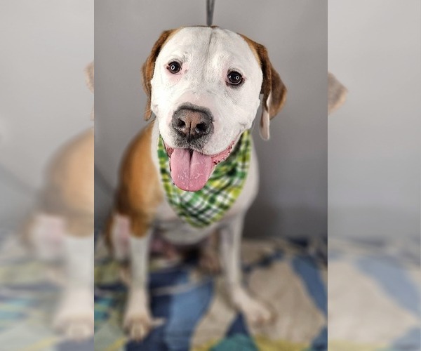 Medium Photo #2 Bullboxer Pit Puppy For Sale in McDonough, GA, USA